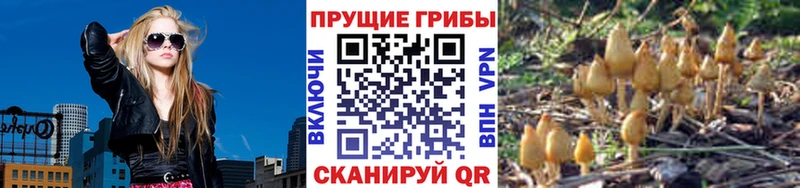 МЕГА ССЫЛКА  Тетюши  Псилоцибиновые грибы мицелий 